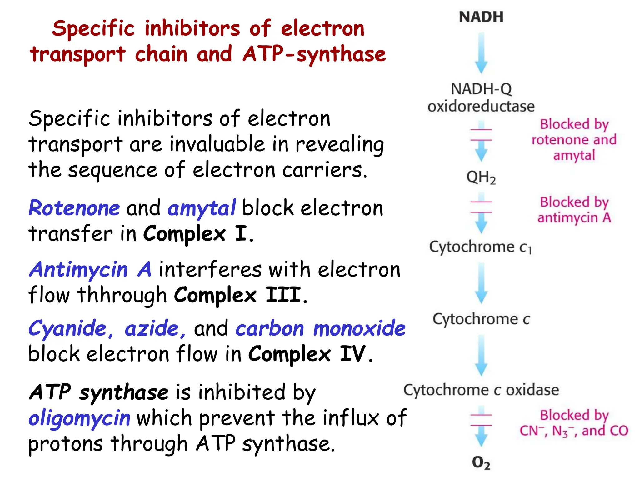 Specific inhibitors of electron
transport are invaluable in revealing
the sequence of electron carriers.
Rotenone and amytal block electron
transfer in Complex I.
Antimycin A interferes with electron
flow thhrough Complex III.
Cyanide, azide, and carbon monoxide
block electron flow in Complex IV.
ATP synthase is inhibited by
oligomycin which prevent the influx of
protons through ATP synthase.
Specific inhibitors of electron
transport chain and ATP-synthase
 