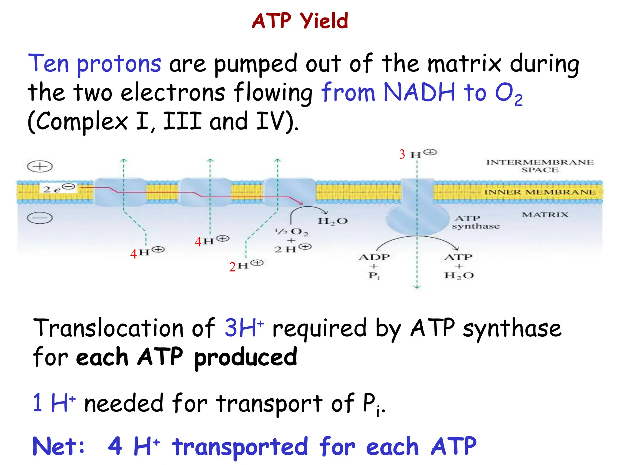 Translocation of 3H+ required by ATP synthase
for each ATP produced
1 H+ needed for transport of Pi.
Net: 4 H+ transported for each ATP
ATP Yield
Ten protons are pumped out of the matrix during
the two electrons flowing from NADH to O2
(Complex I, III and IV).
Six protons are pumped out of the matrix during
the two electrons flowing from FADH2 to O2
(Complex III and IV).
3
4
2
4
 