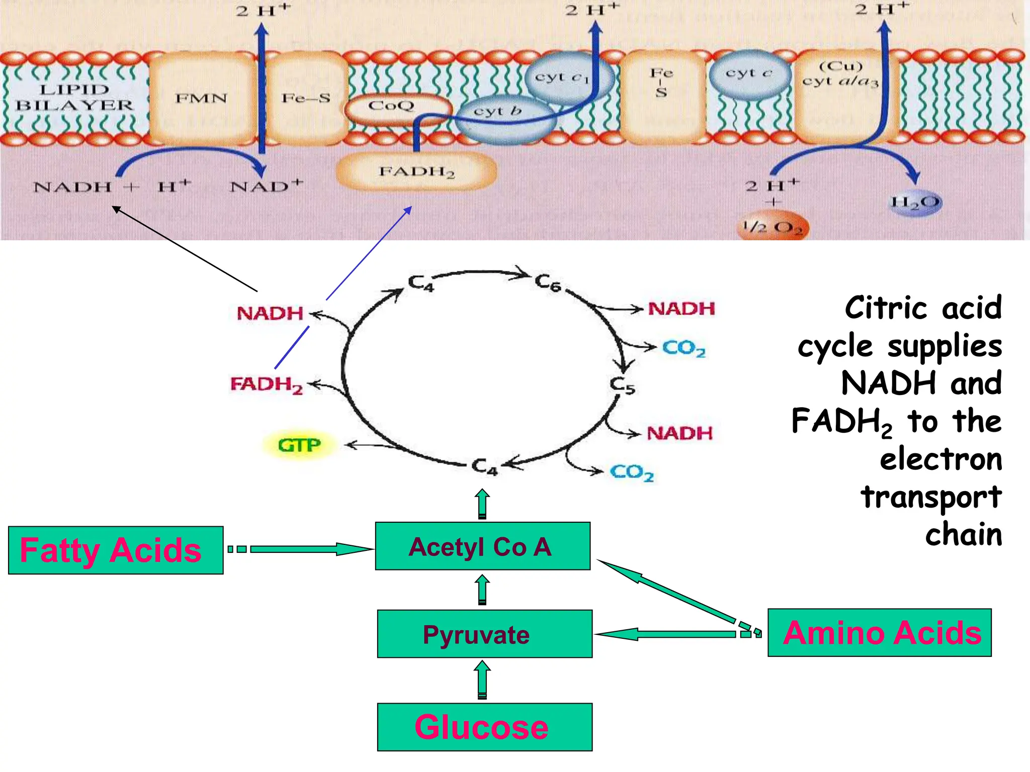 Glucose
Pyruvate
Acetyl Co A
Fatty Acids
Amino Acids
Citric acid
cycle supplies
NADH and
FADH2 to the
electron
transport
chain
 