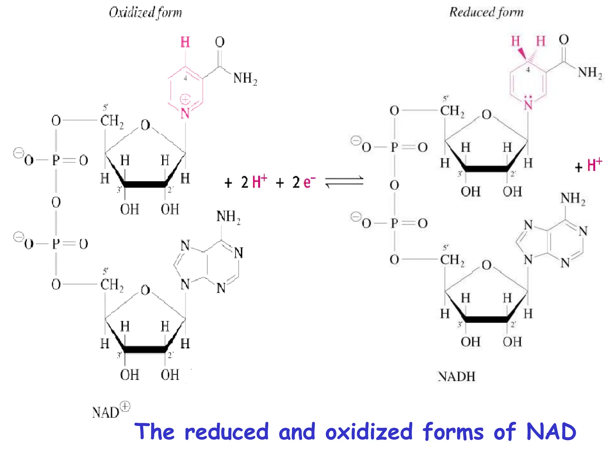 The reduced and oxidized forms of NAD
 