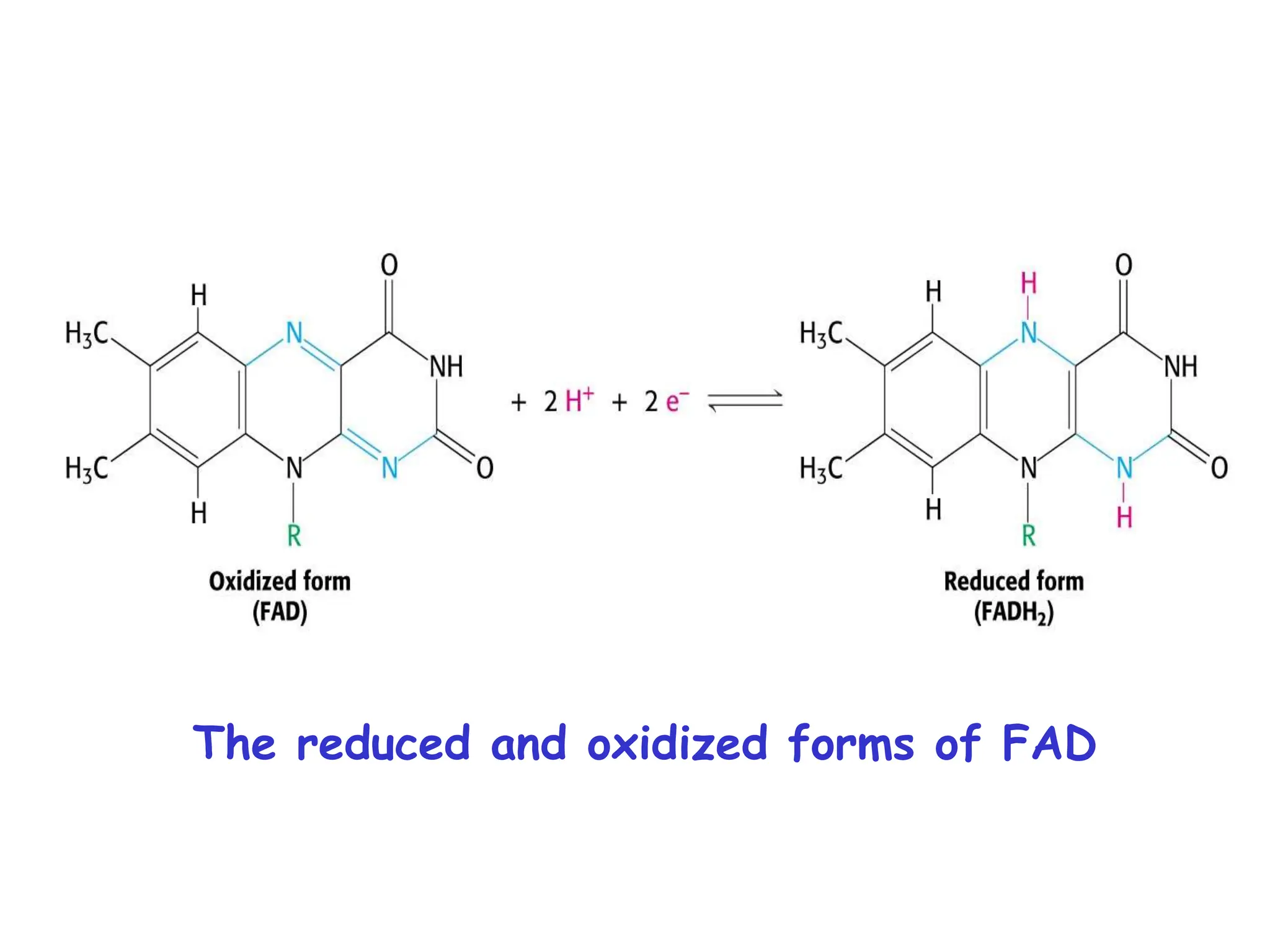 The reduced and oxidized forms of FAD
 