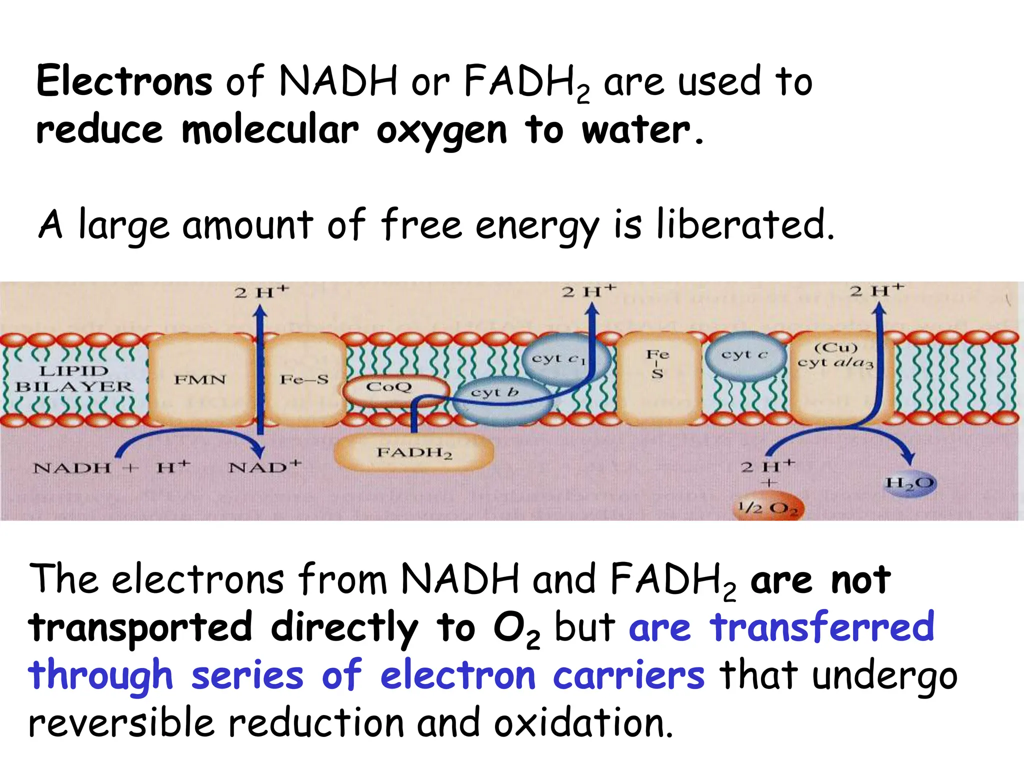 Electrons of NADH or FADH2 are used to
reduce molecular oxygen to water.
A large amount of free energy is liberated.
The electrons from NADH and FADH2 are not
transported directly to O2 but are transferred
through series of electron carriers that undergo
reversible reduction and oxidation.
 