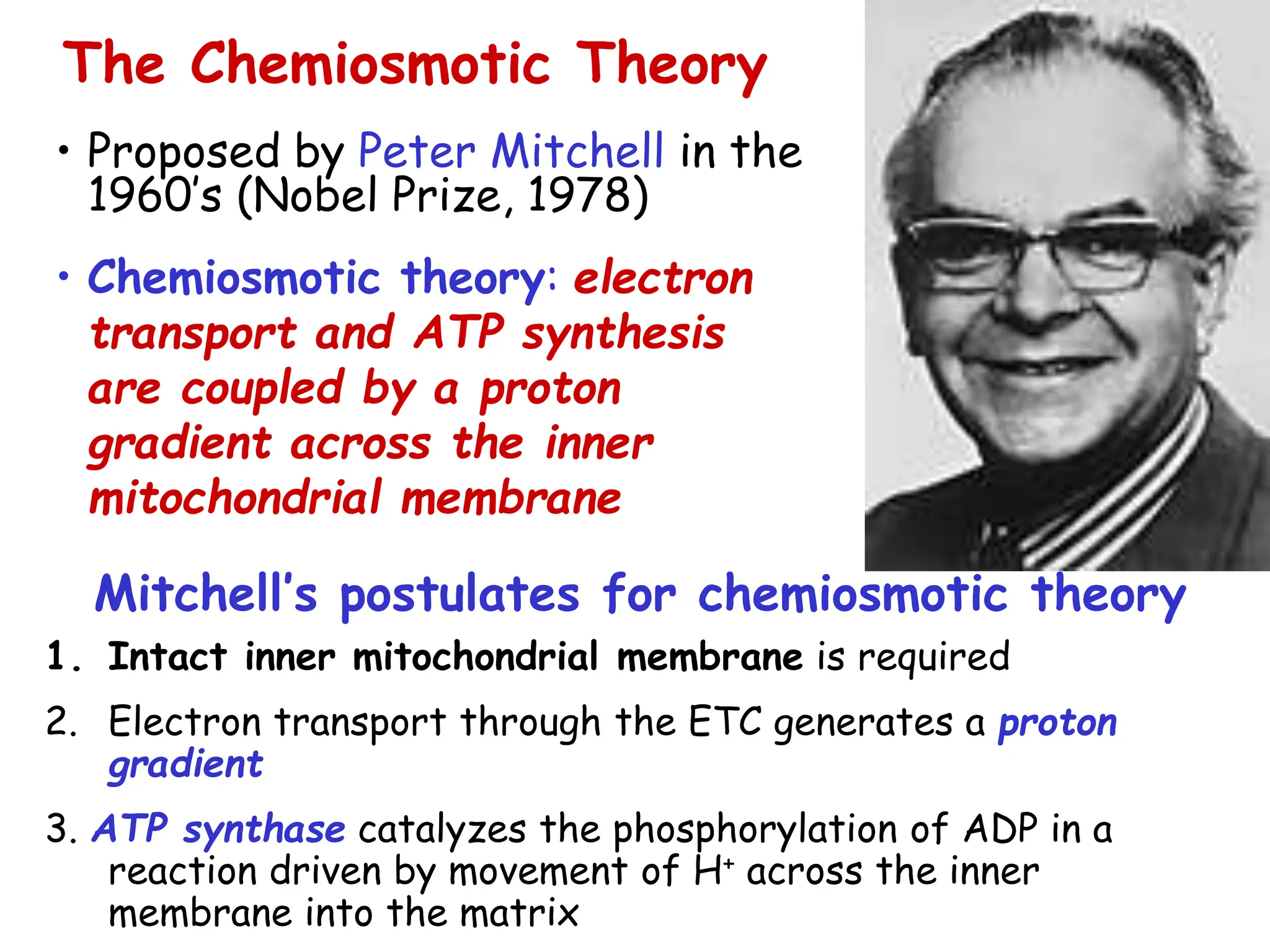 • Proposed by Peter Mitchell in the
1960’s (Nobel Prize, 1978)
• Chemiosmotic theory: electron
transport and ATP synthesis
are coupled by a proton
gradient across the inner
mitochondrial membrane
Mitchell’s postulates for chemiosmotic theory
1. Intact inner mitochondrial membrane is required
2. Electron transport through the ETC generates a proton
gradient
3. ATP synthase catalyzes the phosphorylation of ADP in a
reaction driven by movement of H+ across the inner
membrane into the matrix
The Chemiosmotic Theory
 