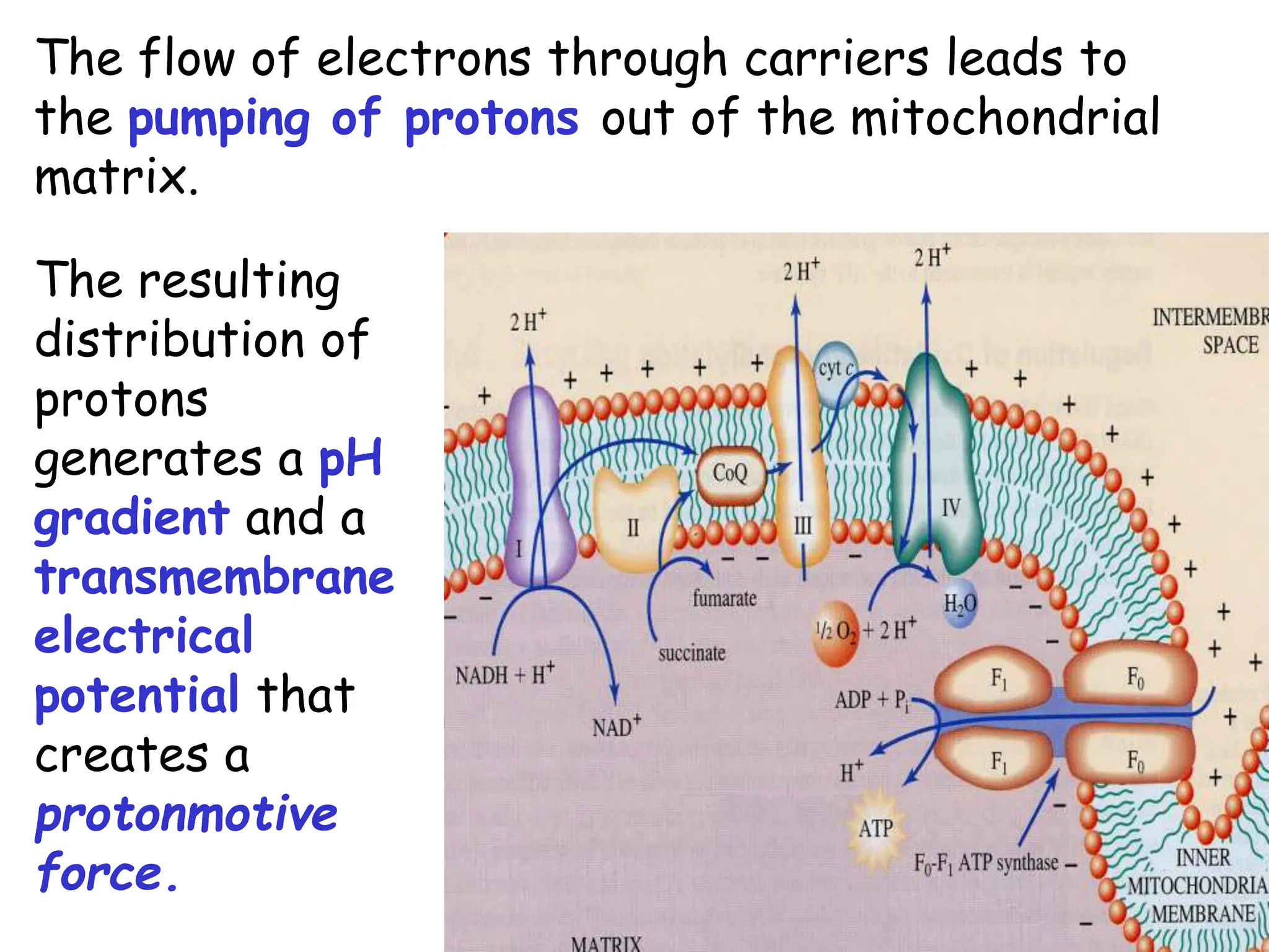 The flow of electrons through carriers leads to
the pumping of protons out of the mitochondrial
matrix.
The resulting
distribution of
protons
generates a pH
gradient and a
transmembrane
electrical
potential that
creates a
protonmotive
force.
 