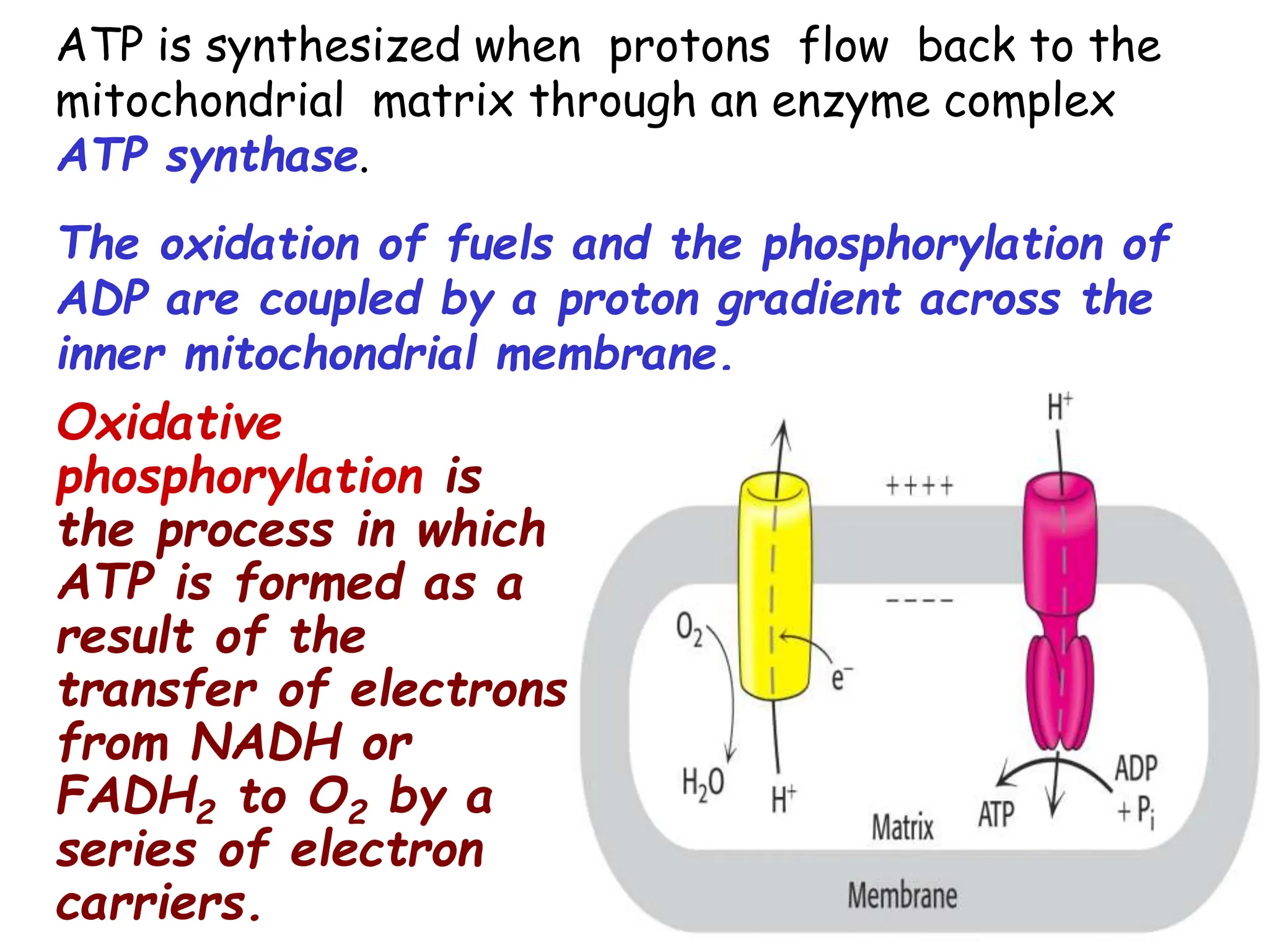 ATP is synthesized when protons flow back to the
mitochondrial matrix through an enzyme complex
ATP synthase.
The oxidation of fuels and the phosphorylation of
ADP are coupled by a proton gradient across the
inner mitochondrial membrane.
Oxidative
phosphorylation is
the process in which
ATP is formed as a
result of the
transfer of electrons
from NADH or
FADH2 to O2 by a
series of electron
carriers.
 