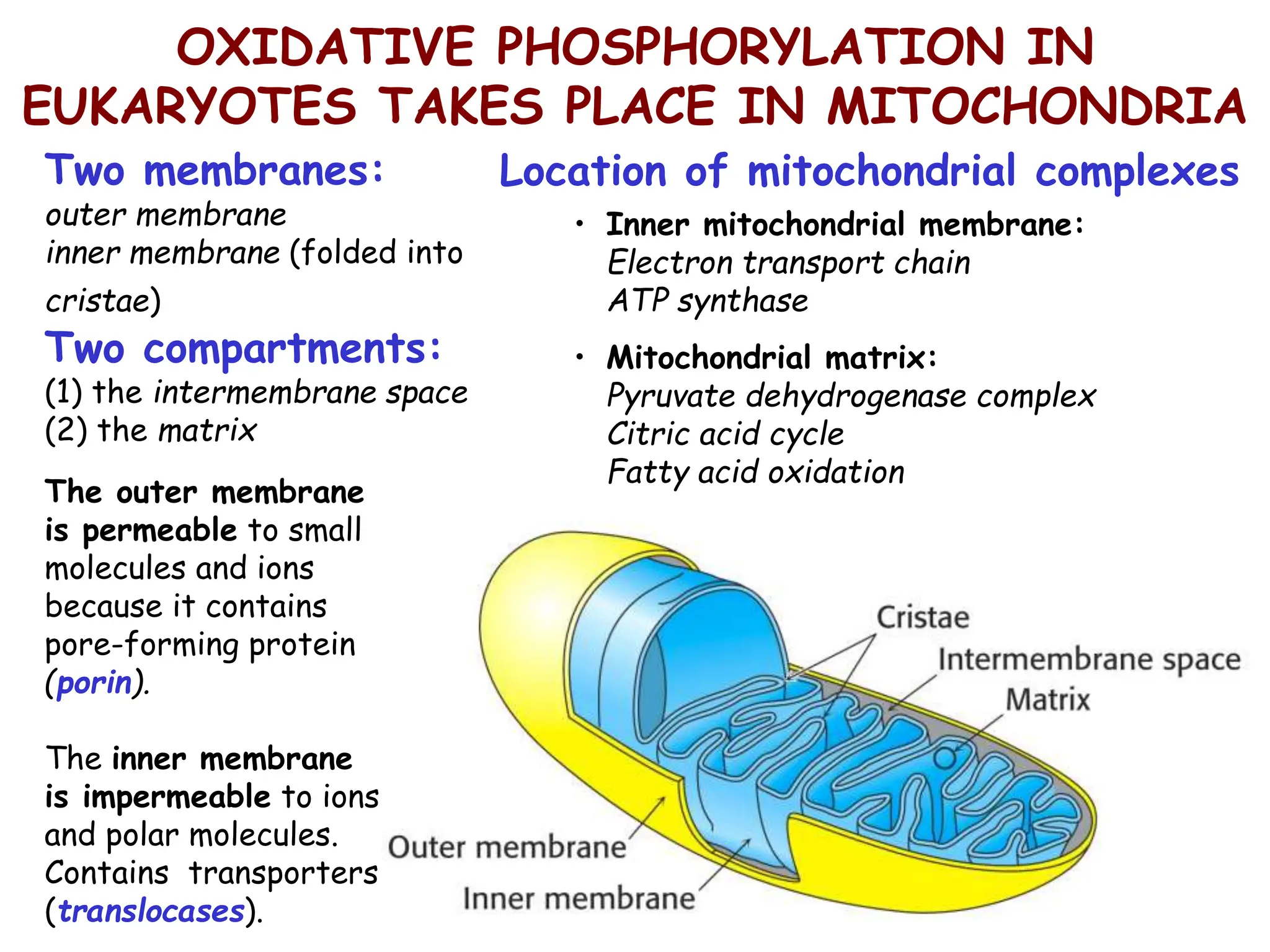 OXIDATIVE PHOSPHORYLATION IN
EUKARYOTES TAKES PLACE IN MITOCHONDRIA
Two membranes:
outer membrane
inner membrane (folded into
cristae)
Two compartments:
(1) the intermembrane space
(2) the matrix
• Inner mitochondrial membrane:
Electron transport chain
ATP synthase
• Mitochondrial matrix:
Pyruvate dehydrogenase complex
Citric acid cycle
Fatty acid oxidation
Location of mitochondrial complexes
The outer membrane
is permeable to small
molecules and ions
because it contains
pore-forming protein
(porin).
The inner membrane
is impermeable to ions
and polar molecules.
Contains transporters
(translocases).
 