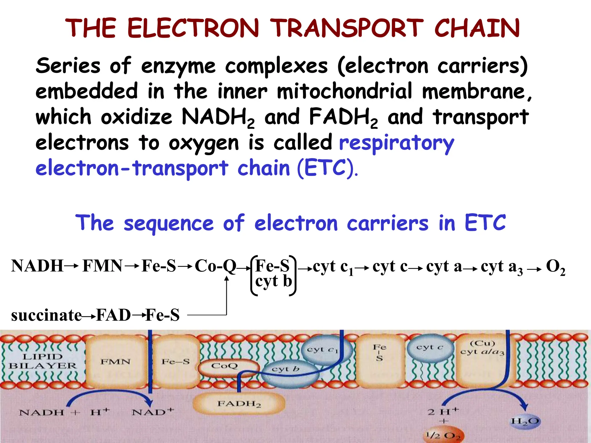 THE ELECTRON TRANSPORT CHAIN
Series of enzyme complexes (electron carriers)
embedded in the inner mitochondrial membrane,
which oxidize NADH2 and FADH2 and transport
electrons to oxygen is called respiratory
electron-transport chain (ETC).
The sequence of electron carriers in ETC
cyt b
NADH FMN Fe-S Co-Q Fe-S cyt c1 cyt c cyt a cyt a3 O2
succinate FAD Fe-S
 