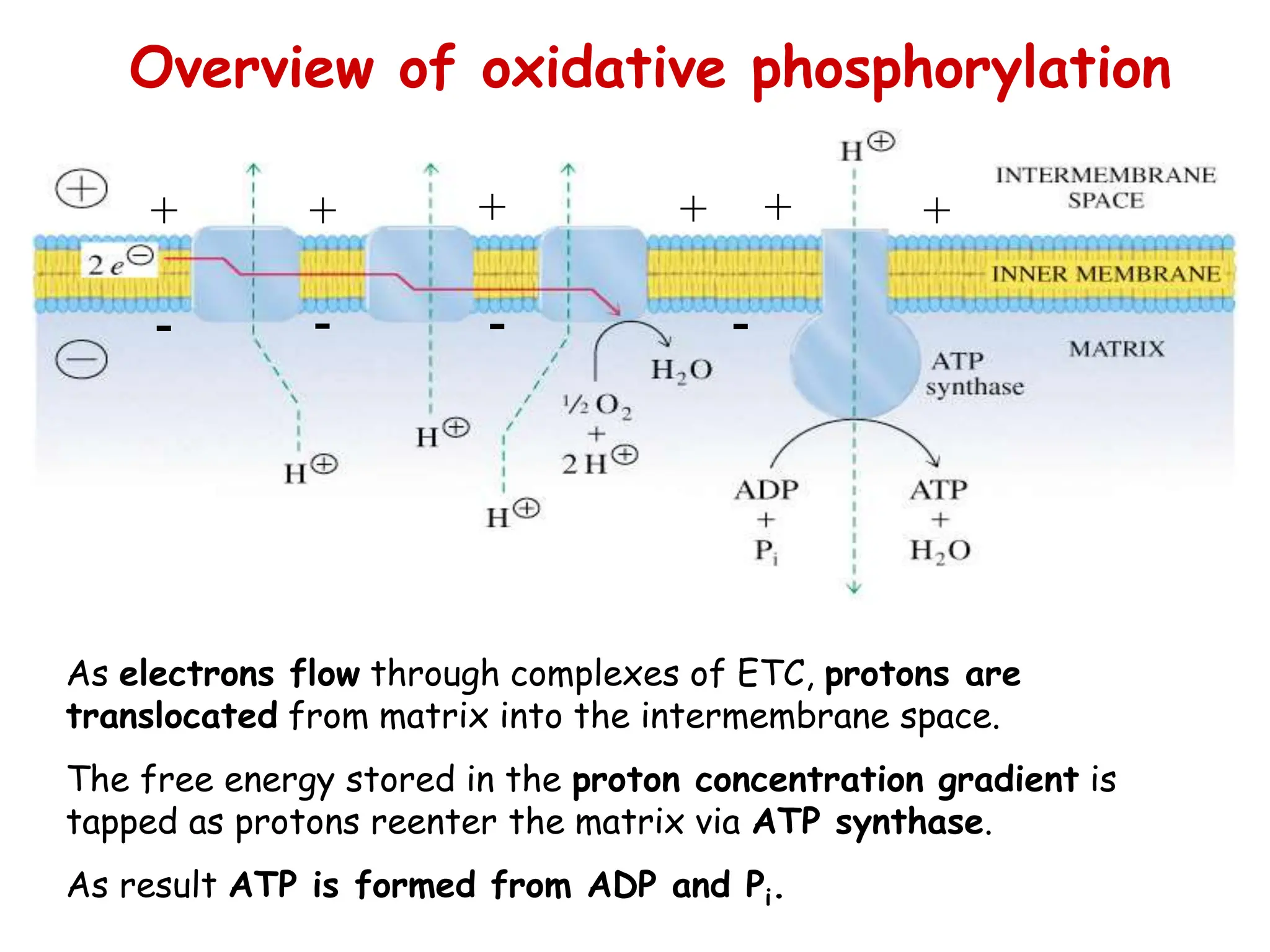 As electrons flow through complexes of ETC, protons are
translocated from matrix into the intermembrane space.
The free energy stored in the proton concentration gradient is
tapped as protons reenter the matrix via ATP synthase.
As result ATP is formed from ADP and Pi.
+
+ + +
+ +
-
-
-
-
Overview of oxidative phosphorylation
 