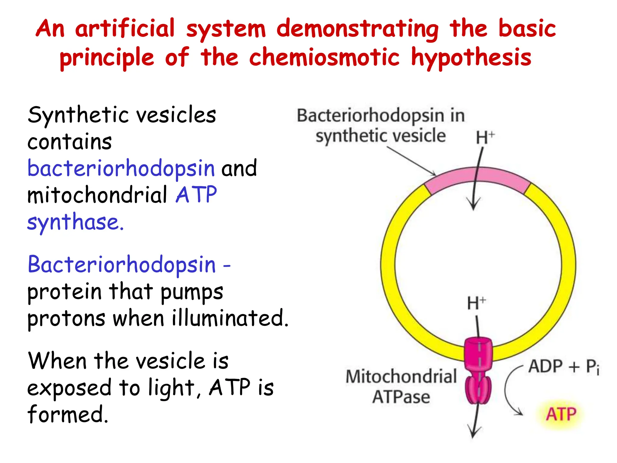 An artificial system demonstrating the basic
principle of the chemiosmotic hypothesis
Synthetic vesicles
contains
bacteriorhodopsin and
mitochondrial ATP
synthase.
Bacteriorhodopsin -
protein that pumps
protons when illuminated.
When the vesicle is
exposed to light, ATP is
formed.
 