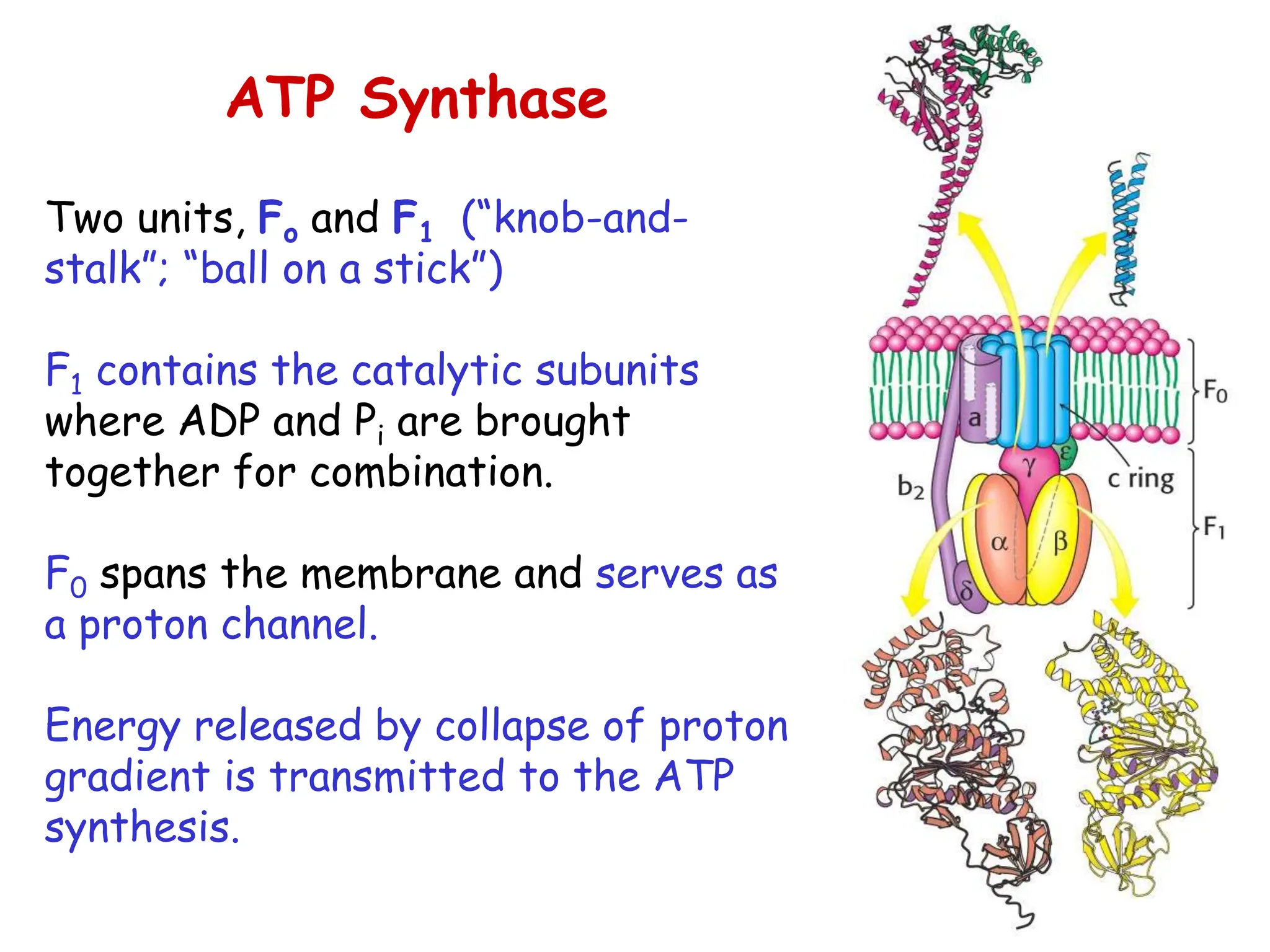ATP Synthase
Two units, Fo and F1 (“knob-and-
stalk”; “ball on a stick”)
F1 contains the catalytic subunits
where ADP and Pi are brought
together for combination.
F0 spans the membrane and serves as
a proton channel.
Energy released by collapse of proton
gradient is transmitted to the ATP
synthesis.
 