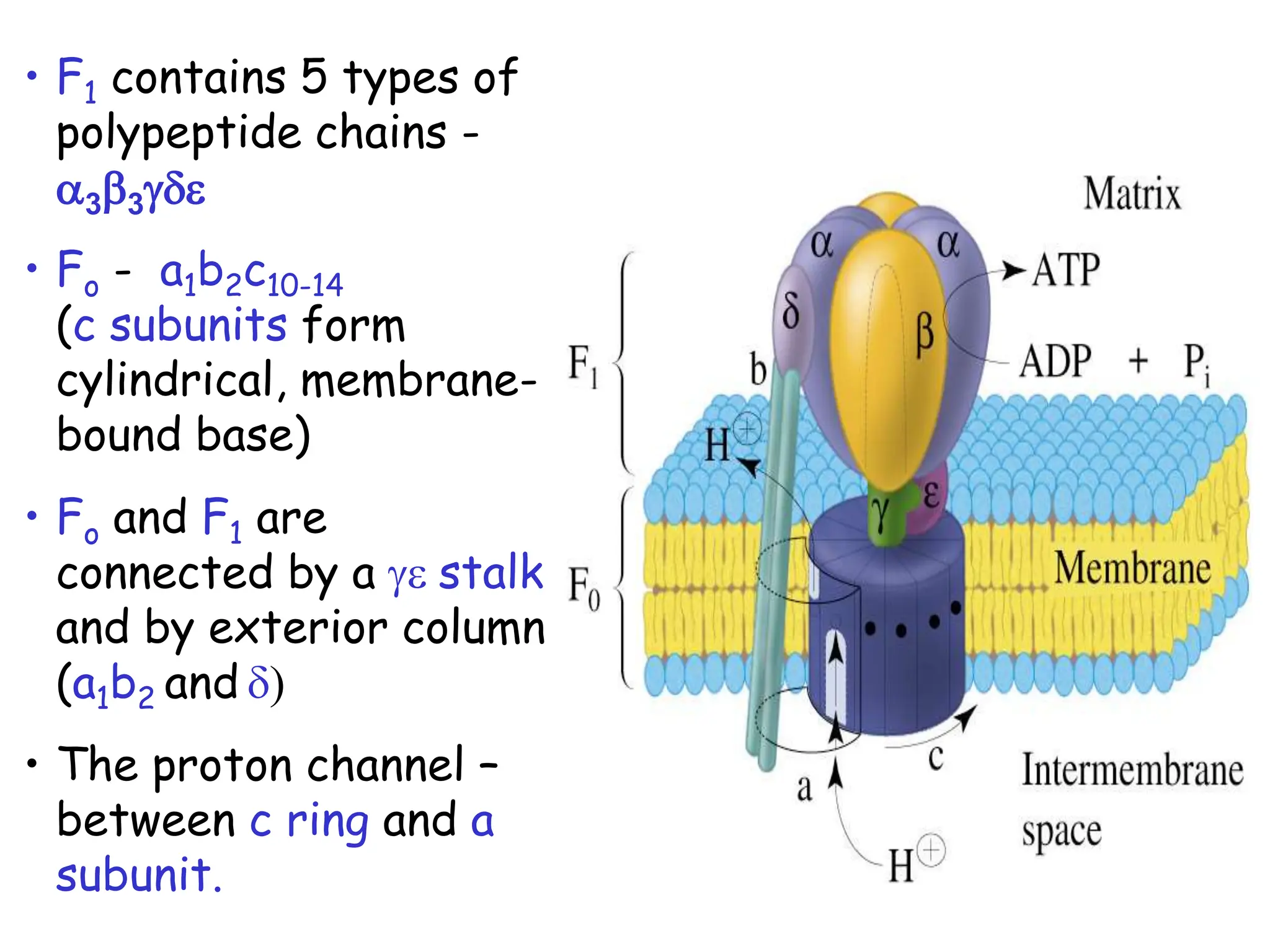 • F1 contains 5 types of
polypeptide chains -
a3b3gde
• Fo - a1b2c10-14
(c subunits form
cylindrical, membrane-
bound base)
• Fo and F1 are
connected by a ge stalk
and by exterior column
(a1b2 and d)
• The proton channel –
between c ring and a
subunit.
 