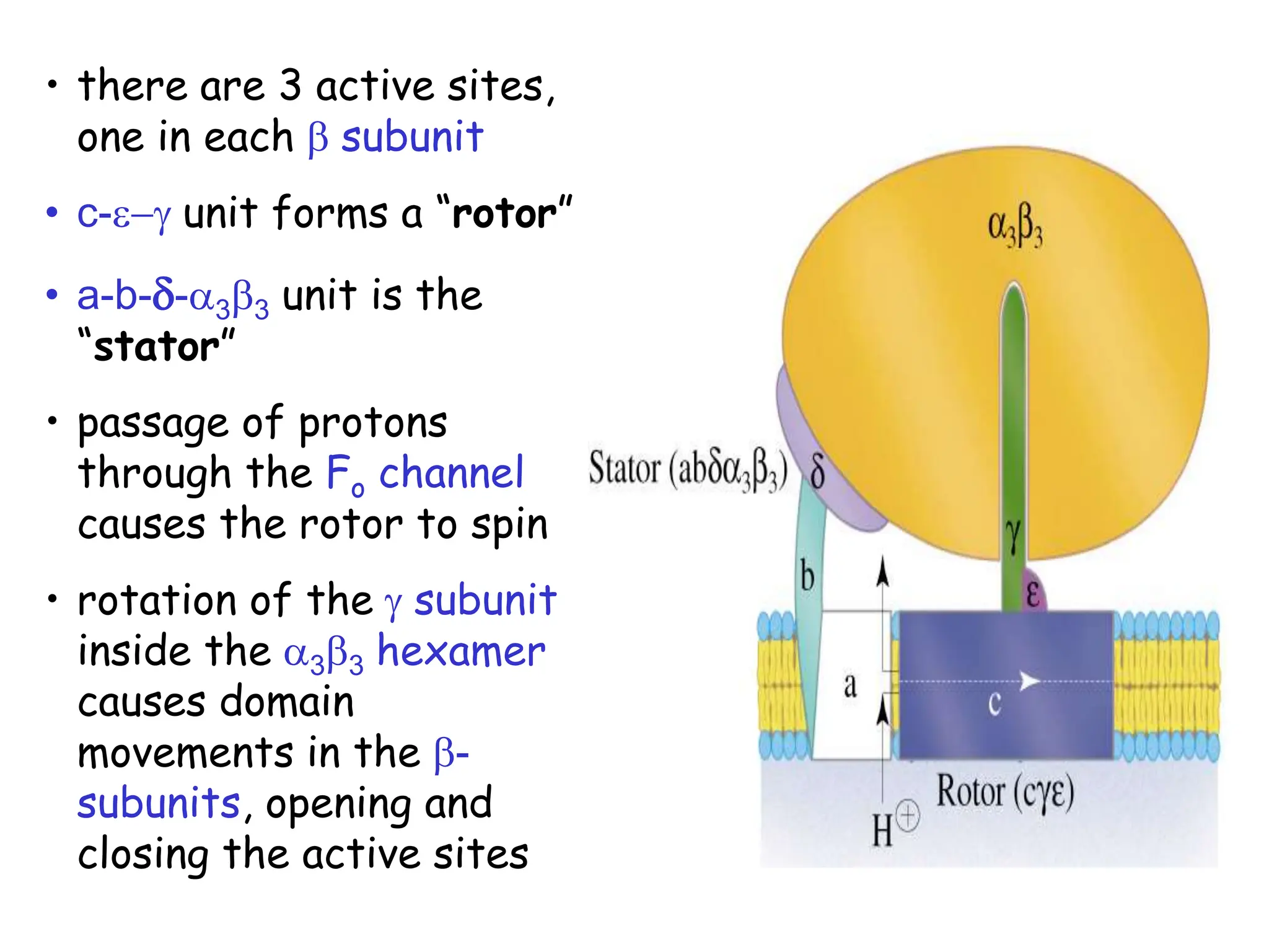 • there are 3 active sites,
one in each b subunit
• c-e-g unit forms a “rotor”
• a-b-d-a3b3 unit is the
“stator”
• passage of protons
through the Fo channel
causes the rotor to spin
• rotation of the g subunit
inside the a3b3 hexamer
causes domain
movements in the b-
subunits, opening and
closing the active sites
 