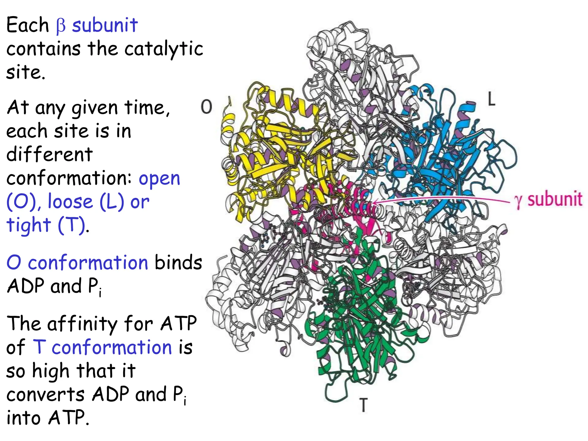 Each b subunit
contains the catalytic
site.
At any given time,
each site is in
different
conformation: open
(O), loose (L) or
tight (T).
O conformation binds
ADP and Pi
The affinity for ATP
of T conformation is
so high that it
converts ADP and Pi
into ATP.
 
