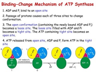 4018766.ppt biological oxidation and ETC | PPT