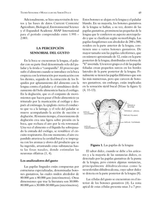 $GLFLRQDOPHQWH VH KL]R XQD UHYLVLyQ GH WH[
WRV  ODV EDVHV GH GDWRV &XUUHQW &RQWHQWV
$JULFXOWXUH %LRORJLFDO (QYLURQPHQWDO 6FLHQFH
 HO ([SDQGHG $FDGHPLF $6$3 ,QWHUQDWLRQDO
SDUD HO SHUtRGR FRPSUHQGLGR HQWUH ²
/$ 3(5&(3&,Ð1
6(1625,$/ '(/ *8672
(Q OD ERFD VH HQFXHQWUDQ OD OHQJXD HO SDOD
GDU FRQ VX SDUWH ILQDO GHQRPLQDGD YHOR GHO SD
ODGDU  OD ~YXOD R ´FDPSDQLOODµ (O SURFHVR TXH
VXIUH HO DOLPHQWR FXDQGR VH LQWURGXFH HQ OD ERFD
HPSLH]D FRQ OD WULWXUDFLyQ SRU PDVWLFDFLyQ FRQ
ORV GLHQWHV VHJXLGR GH OD H[WUDFFLyQ GH ORV Ot
TXLGRV SRU DSODVWDPLHQWR GHO DOLPHQWR FRQ OD
OHQJXD FRQWUD HO SDODGDU  HO VLPXOWiQHR GHVOL
]DPLHQWR GHO EROR DOLPHQWLFLR KDFLD HO HVyIDJR
(Q OD GHJOXFLyQ TXH HV HO FRQMXQWR GH PRYL
PLHQWRV TXH KDFHQ SDVDU HO EROR DOLPHQWLFLR D
WULWXUDGR SRU OD PDVWLFDFLyQ DO HVyIDJR  GHV
SXpV DO HVWyPDJR OD HSLJORWLV FLHUUD HO FRQGXF
WR TXH YD D OD ODULQJH  HO YHOR GHO SDODGDU VH
PXHYH DFRPSDxDQGR OD DFFLyQ GH VXFFLyQ R
GHJOXFLyQ $O PLVPR WLHPSR HO PRYLPLHQWR GH
GHJOXFLyQ FUHD XQD OLJHUD VREUH SUHVLyQ HQ OD
ERFD TXH UHFKD]D HO DLUH SRU OD YtD UHWURQDVDO
8QD YH] HO DOLPHQWR R HO OtTXLGR KD VREUHSDVD
GR OD HQWUDGD GHO HVyIDJR VH UHVWDEOHFH HO FLU
FXLWR UHVSLUDWRULR (Q HVWH PRPHQWR HO DLUH H[
SDQGLGR DWUDYLHVD OD FDYLGDG EXFDO  VH LPSUHJ
QD FRQ ORV DURPDV  RORUHV GHO SURGXFWR TXH VH
KD LQJHULGR DUUDVWUDQGR HVWDV VXEVWDQFLDV KDV
WD ODV IRVDV QDVDOHV GRQGH HVWLPXODQ ODV
QHXURQDV ROIDWLYDV
/RV DQDOL]DGRUHV GHO JXVWR
/DV SDSLODV OLQJXDOHV HVWiQ FRPSXHVWDV SRU
HVWUXFWXUDV HVSHFLDOL]DGDV GHQRPLQDGDV ERWR
QHV JXVWDWLYRV ODV FXDOHV PLGHQ DOUHGHGRU GH
—P [ —P PLFUyPHWURV 2WUDV
GLPHQVLRQHV TXH WUDH OD OLWHUDWXUD VRQ
—P [ —P PLFUyPHWURV
7(25Ì$ 6(1625,$/ < 02/(&8/$5 '(/ 6$%25 '8/&(
(VWRV ERWRQHV VH DORMDQ HQ OD OHQJXD  HO SDODGDU
EODQGR (Q VX PDRUtD ORV ERWRQHV JXVWDWLYRV
GH OD OHQJXD VH KDOODQ D VX YH] GHQWUR GH ODV
SDSLODV JXVWDWLYDV SURPLQHQFLDV SHTXHxDV GH OD
OHQJXD TXH OH FRQILHUHQ VX DVSHFWR DWHUFLRSHOD
GR  TXH VH FODVLILFDQ VHJ~Q VX PRUIRORJtD /DV
SDSLODV IXQJLIRUPHV VRQ DOUHGHGRU GH D
UHVLGHQ HQ OD SDUWH DQWHULRU GH OD OHQJXD FRQ
WLHQHQ XQR R YDULRV ERWRQHV JXVWDWLYRV 'H
PDRU WDPDxR VRQ ODV SDSLODV FDOLFLIRUPHV TXH
HQ Q~PHUR DSUR[LPDGR GH HVWiQ HQ OD SDUWH
SRVWHULRU GH OD OHQJXD GLVWULEXLGDV HQ IRUPD GH
´9µ LQYHUWLGD 8Q WHUFHU JUXSR HV HO GH ODV SDSLODV
IROLDGDV FUHDQ SHTXHxRV VXUFRV HQ ORV ERUGHV
ODWHUDOHV GH OD SDUWH SRVWHULRU GH OD OHQJXD )L
QDOPHQWH VH WLHQHQ ODV SDSLODV ILOLIRUPHV TXH VRQ
ODV PiV QXPHURVDV SHUR TXH FDUHFHQ GH ERWR
QHV JXVWDWLYRV VLQ HPEDUJR HVWiQ LPSOLFDGDV
HQ OD VHQVDFLyQ WiFWLO EXFDO 9pDVH OD ILJXUD
)LJXUD /DV SDSLODV GH OD OHQJXD
(O VDERU GXOFH FXDQGR VH GHEH D ORV D]~FD
UHV  D OD PDRUtD GH ODV VXVWDQFLDV GXOFHV HV
GHWHFWDGR SRU ODV SDSLODV JXVWDWLYDV GH OD SXQWD
GH OD OHQJXD SHUR H[LVWHQ DOJXQDV VXVWDQFLDV
SULQFLSDOPHQWH GLKLGURFDOFRQDV FRPR OD
QHRHVIHULGLQ GLKLGURFDOFRQD FXR VDERU GXOFH
VH GHWHFWD HQ OD SDUWH SRVWHULRU GH OD OHQJXD
/DV FpOXODV GHO JXVWR VH HQFXHQWUDQ HQ HO LQ
WHULRU GH ORV ERWRQHV JXVWDWLYRV /D ]RQD
DSLFDO GH HVWDV FpOXODV SUHVHQWD XQDV D SUR
 