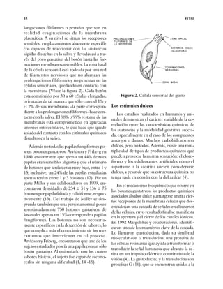 9,7$(
ORQJDFLRQHV ILOLIRUPHV R SHVWDxDV TXH VRQ HQ
UHDOLGDG HYDJLQDFLRQHV GH OD PHPEUDQD
SODVPiWLFD $ VX QLYHO VH VLW~DQ ORV UHFHSWRUHV
VHQVLEOHV HPSOD]DPLHQWRV DOWDPHQWH HVSHFtIL
FRV FDSDFHV GH UHDFFLRQDU FRQ ODV VXVWDQFLDV
ViSLGDV GLVXHOWDV HQ OD VDOLYD  OOHYDGDV DVt D WUD
YpV GHO SRUR JXVWDWLYR GHO ERWyQ KDVWD ODV IRU
PDFLRQHV PHPEUDQRVDV VHQVLEOHV /D ]RQD EDVDO
GH OD FpOXOD VHQVRULDO HVWi URGHDGD SRU XQD UHG
GH ILODPHQWRV QHUYLRVRV TXH QR DOFDQ]DQ ODV
SURORQJDFLRQHV ILOLIRUPHV  QR SHQHWUDQ HQ ODV
FpOXODV VHQVRULDOHV TXHGDQGR HQ FRQWDFWR FRQ
OD PHPEUDQD 9pDVH OD ILJXUD &DGD ERWyQ
HVWD FRQVWLWXLGR SRU D FpOXODV HORQJDGDV
RULHQWDGDV GH WDO PDQHUD TXH VyOR HQWUH HO 
HO GH VXV PHPEUDQDV OD SDUWH FRUUHVSRQ
GLHQWH D ODV SURORQJDFLRQHV ILOLIRUPHV KDFH FRQ
WDFWR FRQ OD VDOLYD (O R UHVWDQWH GH ODV
PHPEUDQDV HVWi FRPSURPHWLGR HQ DSUHWDGDV
XQLRQHV LQWHUFHOXODUHV OR TXH KDFH TXH TXHGH
DLVODGR GHO FRQWDFWR FRQ ORV HVWtPXORV TXtPLFRV
GLVXHOWRV HQ OD VDOLYD
$GHPiV QR WRGDV ODV SDSLODV IXQJLIRUPHV SR
VHHQ ERWRQHV JXVWDWLYRV $UYLGVRQ  )ULEHUJ HQ
HQFRQWUDURQ TXH DSHQDV XQ GH WDOHV
SDSLODV HUDQ VHQVLEOHV DO JXVWR  TXH HO Q~PHUR
GH ERWRQHV TXH WHQtDQ HUDQ PX EDMR HQWUH 
LQFOXVLYH XQ GH ODV SDSLODV HVWXGLDGDV
DSHQDV WHQtDQ HQWUH  ERWRQHV 3RU VX
SDUWH 0LOOHU  VXV FRODERUDGRUHV HQ HQ
FRQWUDURQ GHQVLGDGHV GH “  “
ERWRQHV SRU SDSLOD IROLDGD  FDOLFLIRUPH UHVSHF
WLYDPHQWH 'HO WUDEDMR GH 0LOOHU VH GHV
SUHQGH WDPELpQ TXH XQD SHUVRQD QRUPDO SRVHH
DSUR[LPDGDPHQWH ERWRQHV JXVWDWLYRV GH
ORV FXDOHV DSHQDV XQ FRUUHVSRQGH D SDSLODV
IXQJLIRUPHV /RV ERWRQHV QR VRQ QHFHVDULD
PHQWH HVSHFtILFRV HQ OD GHWHFFLyQ GH VDERUHV OR
TXH FRPSOLFD PiV HO FRQRFLPLHQWR GH ORV PH
FDQLVPRV TXH LQWHUYLHQHQ HQ WDO SURFHVR
$UYLGVRQ  )ULEHUJ HQFRQWUDURQ TXH XQR GH ORV
VXMHWRV HVWXGLDGRV SRVHtD XQD SDSLOD FRQ XQ VyOR
ERWyQ JXVWDWLYR $O HVWLPXODUOR FRQ ORV FXDWUR
VDERUHV EiVLFRV HO VXMHWR IXH FDSD] GH UHFRQR
FHUORV VLQ QLQJXQD GLILFXOWDG
)LJXUD &pOXOD VHQVRULDO GHO JXVWR
/RV HVWtPXORV GXOFHV
/RV HVWXGLRV UHDOL]DGRV HQ KXPDQRV  DQL
PDOHV GHPXHVWUDQ HO FDUiFWHU YDULDEOH GH OD FR
UUHODFLyQ HQWUH ODV FDUDFWHUtVWLFDV TXtPLFDV GH
ODV VXVWDQFLDV  OD PRGDOLGDG JXVWDWLYD DVRFLD
GD HVSHFLDOPHQWH HQ HO FDVR GH ORV FRPSXHVWRV
DPDUJRV R GXOFHV 0XFKRV FDUERKLGUDWRV VRQ
GXOFHV SHUR QR WRGRV $GHPiV H[LVWH XQD PXO
WLSOLFLGDG GH WLSRV GH SURGXFWRV TXtPLFRV TXH
SXHGHQ SURYRFDU OD PLVPD VHQVDFLyQ HO FORUR
IRUPR  ORV HGXOFRUDQWHV DUWLILFLDOHV FRPR HO
DVSDUWDPH R OD VDFDULQD VXHOHQ FRQVLGHUDUVH
GXOFHV D SHVDU GH TXH VX HVWUXFWXUD TXtPLFD QR
WHQJD QDGD HQ FRP~Q FRQ OD GHO D]~FDU
(Q HO PHFDQLVPR ELRTXtPLFR TXH RFXUUH HQ
ORV ERWRQHV JXVWDWLYRV ORV SURGXFWRV TXtPLFRV
DVRFLDGRV DO VDERU GXOFH  DPDUJR VH XQHQ D FLHU
WRV UHFHSWRUHV GH OD PHPEUDQD FHOXODU TXH GHV
HQFDGHQDQ XQD FDVFDGD GH VHxDOHV HQ HO LQWHULRU
GH ODV FpOXODV FXR UHVXOWDGR ILQDO VH PDQLILHVWD
HQ OD DSHUWXUD  HO FLHUUH GH ORV FDQDOHV LyQLFRV
(Q 0DUJROVNHH  FRODERUDGRUHV LGHQWLIL
FDURQ XQR GH ORV PLHPEURV FODYH GH OD FDVFDGD
/R OODPDURQ JXVWRGXFLQD GDGD VX VLPLOLWXG
PROHFXODU FRQ OD WUDQVGXFLQD XQD SURWHtQD GH
ODV FpOXODV UHWLQLDQDV TXH DXGD D WUDQVIRUPDU R
WUDQVGXFLU OD VHxDO OXPLQRVD TXH DOFDQ]D OD UH
WLQD HQ XQ LPSXOVR HOpFWULFR FRQVWLWXWLYR GH OD
YLVLyQ /D JXVWRGXFLQD  OD WUDQVGXFLQD VRQ
SURWHtQDV * TXH VH HQFXHQWUDQ XQLGDV D OD
 