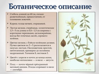 Ботаническое описание
 Стебель длиной до 60 см, сильно
 Стебель длиной до 60 см, сильно
разветвлённый, прямостоячий, от
разветвлённый, прямостоячий, от
основания лежачий.
основания лежачий.
 Корень толще ветвей, стержневой.
 Корень толще ветвей, стержневой.
 Листья мелкие, очерёдные, эллиптические
 Листья мелкие, очерёдные, эллиптические
1,5—5 см длины и 0,4—1,5 см ширины сс
1,5—5 см длины и 0,4—1,5 см ширины
короткими черешками, цельнокрайние,
короткими черешками, цельнокрайние,
всегда без точечных желёз, сероватовсегда без точечных желёз, сероватозелёные.
зелёные.
 Цветки мелкие, ссблёкло-зелёными долями.
 Цветки мелкие, блёкло-зелёными долями.
Пучки цветков по 2—5 располагаются вв
Пучки цветков по 2—5 располагаются
пазухах листьев. Околоцветник простой,
пазухах листьев. Околоцветник простой,
пятичленный, примерно до половины
пятичленный, примерно до половины
надрезанный. Тычинок 8, пестиков 3.
надрезанный. Тычинок 8, пестиков 3.
 Цветёт ссапреля и почти до конца осени,
 Цветёт апреля и почти до конца осени,
наиболее интенсивно — ввиюле — августе.
наиболее интенсивно — июле — августе.
 Плод — почти чёрный трёхгранный
 Плод — почти чёрный трёхгранный
матовый орешек. Плоды созревают ввиюле
матовый орешек. Плоды созревают июле
— сентябре.
— сентябре.

 