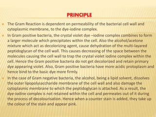 PRINCIPLE
 The Gram Reaction is dependent on permeability of the bacterial cell wall and
cytoplasmic membrane, to the dye-iodine complex.
 In Gram positive bacteria, the crystal violet dye –iodine complex combines to form
a larger molecule which precipitates within the cell. Also the alcohol/acetone
mixture which act as decolorizing agent, cause dehydration of the multi-layared
peptidoglycan of the cell wall. This causes decreasing of the space between the
molecules causing the cell wall to trap the crystal violet iodine complex within the
cell. Hence the Gram positive bacteria do not get decolorized and retain primary
dye appearing violet. Also, Gram positive bacteria have more acidic protoplasm and
hence bind to the basic dye more firmly.
 In the case of Gram negative bacteria, the alcohol, being a lipid solvent, dissolves
the outer lipopolysaccharide membrane of the cell wall and also damage the
cytoplasmic membrane to which the peptidoglycan is attached. As a result, the
dye-iodine complex is not retained within the cell and permeates out of it during
the process of decolourisation. Hence when a counter stain is added, they take up
the colour of the stain and appear pink.
 