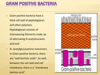 GRAM POSITIVE BACTERIA
 Gram positive bacteria have a
thick cell wall of peptidoglycan
and other polymers.
Peptidoglycan consists of
interweaving filaments made up
of alternating N-acetylmuramic
acid and
 N- acetylglucosamine monomers.
In Gram positive bacteria, there
are "wall teichoic acids". As well,
between the cell wall and cell
membrane, there is a "membrane
teichoic acid". 20
 