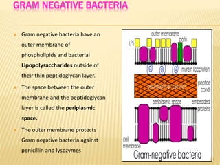 GRAM NEGATIVE BACTERIA
 Gram negative bacteria have an
outer membrane of
phospholipids and bacterial
Lipopolysaccharides outside of
their thin peptidoglycan layer.
 The space between the outer
membrane and the peptidoglycan
layer is called the periplasmic
space.
 The outer membrane protects
Gram negative bacteria against
penicillin and lysozymes
21
 
