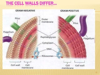 THE CELL WALLS DIFFER…
22
 