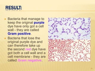 RESULT:
 Bacteria that manage to
keep the original purple
dye have only got a cell
wall - they are called
Gram positive.
 Bacteria that lose the
original purple dye and
can therefore take up
the second red dye have
got both a cell wall and a
cell membrane - they are
called Gram negative.
26
 