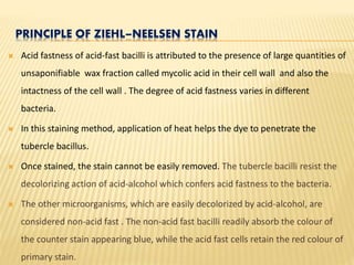 PRINCIPLE OF ZIEHL–NEELSEN STAIN
 Acid fastness of acid-fast bacilli is attributed to the presence of large quantities of
unsaponifiable wax fraction called mycolic acid in their cell wall and also the
intactness of the cell wall . The degree of acid fastness varies in different
bacteria.
 In this staining method, application of heat helps the dye to penetrate the
tubercle bacillus.
 Once stained, the stain cannot be easily removed. The tubercle bacilli resist the
decolorizing action of acid-alcohol which confers acid fastness to the bacteria.
 The other microorganisms, which are easily decolorized by acid-alcohol, are
considered non-acid fast . The non-acid fast bacilli readily absorb the colour of
the counter stain appearing blue, while the acid fast cells retain the red colour of
primary stain.
 