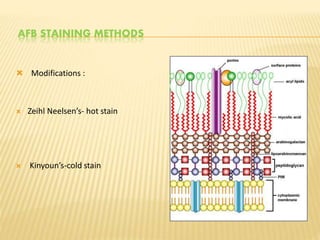 AFB STAINING METHODS
 Modifications :
 Zeihl Neelsen’s- hot stain
 Kinyoun’s-cold stain
 