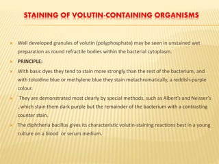 STAINING OF VOLUTIN-CONTAINING ORGANISMS
 Well developed granules of volutin (polyphosphate) may be seen in unstained wet
preparation as round refractile bodies within the bacterial cytoplasm.
 PRINCIPLE:
 With basic dyes they tend to stain more strongly than the rest of the bacterium, and
with toluidine blue or methylene blue they stain metachromatically, a reddish-purple
colour.
 They are demonstrated most clearly by special methods, such as Albert’s and Neisser’s
, which stain them dark purple but the remainder of the bacterium with a contrasting
counter stain.
 The diphtheria bacillus gives its characteristic volutin-staining reactions best in a young
culture on a blood or serum medium.
 