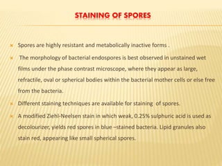 STAINING OF SPORES
 Spores are highly resistant and metabolically inactive forms .
 The morphology of bacterial endospores is best observed in unstained wet
films under the phase contrast microscope, where they appear as large,
refractile, oval or spherical bodies within the bacterial mother cells or else free
from the bacteria.
 Different staining techniques are available for staining of spores.
 A modified Ziehl-Neelsen stain in which weak, 0.25% sulphuric acid is used as
decolourizer, yields red spores in blue –stained bacteria. Lipid granules also
stain red, appearing like small spherical spores.
 
