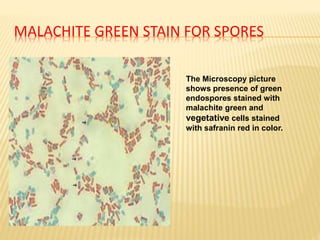 MALACHITE GREEN STAIN FOR SPORES
The Microscopy picture
shows presence of green
endospores stained with
malachite green and
vegetative cells stained
with safranin red in color.
 