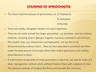 STAINING OF SPIROCHAETES
 The three important groups of spirochaetes are 1) Treponema
2) Leptospira
3) Borrelia.
 These are motile, elongated, flexible and spiral organisms
 They are not easily stained The larger spirochetes, e.g. borreliae, stain by ordinary
methods, including Gram’s (giving a negative reaction), Leishman’s and Giemsa’s.
The smaller ones, e.g. treponemes and leptospires, are too thin to be
demonstrated by ordinary stains.. They are best observed in unstained wet films
under the dark ground microscope where their bright appearance and motility
draw attention to them.
 If a permanent preparation of small spirochetes is required, use may be made of a
silver impregnation method which artificial thickens them with a deposit of silver.
The classical methods of Fontana (for films) and Leavaditi (for sections).
 
