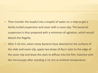  Then transfer the loopful into a loopful of water on a slide to get a
faintly turbid suspension and cover with a cover-slip. The bacterial
suspension is thus prepared with a minimum of agitation, which would
detach the flagella.
 After 5-10 min, when many bacteria have attached to the surfaces of
the slide and cover-slip, apply two drops of Ryu’s stain to the edge of
the cover-slip and leave the stain to diffuse into the film. Examine with
the microscope after standing 5-15 min at ambient temperature.
 