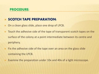 PROCEDURE:
 SCOTCH TAPE PREPARATION:
 On a clean glass slide, place one drop of LPCB.
 Touch the adhesive side of the tape of transparent scotch tapes on the
surface of the colony at a point intermediate between its centre and
periphery.
 Fix the adhesive side of the tape over an area on the glass slide
containing the LPCB.
 Examine the preparation under 10x and 40x of a light microscope.
 