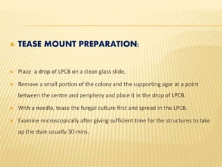  TEASE MOUNT PREPARATION:
 Place a drop of LPCB on a clean glass slide.
 Remove a small portion of the colony and the supporting agar at a point
between the centre and periphery and place it in the drop of LPCB.
 With a needle, tease the fungal culture first and spread in the LPCB.
 Examine microscopically after giving sufficient time for the structures to take
up the stain usually 30 mins.
 