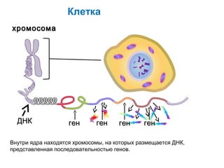 Клетка
хромосома




  ДНК               ген      ген     ген      ген

Внутри ядра находятся хромосомы, на которых размещается ДНК,
представленная последовательностью генов.
 