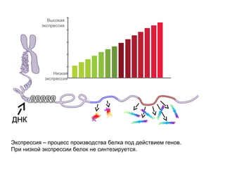 Высокая
          экспрессия




               Низкая
           экспрессия




ДНК

Экспрессия – процесс производства белка под действием генов.
При низкой экспрессии белок не синтезируется.
 