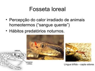 Fosseta loreal
• Percepção do calor irradiado de animais
homeotermos (“sangue quente”)
• Hábitos predatórios noturnos.
Língua bífida – capta odores
 