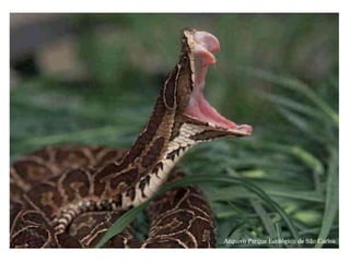 Repteis e seus grupos...utilizando em aulas com