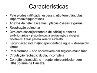 Características
• Pele pluriestratificada, espessa, não tem glândulas,
impermeável(queratina)
• Anexos da pele: escamas , placas ósseas e garras
• Respiração pulmonar
• Ovo com casca(carbonato de cálcio) e anexos
embrionários - proteção contra desidratação e choques
mecânicos, trocas gasosa, reserva alimentar
• Fecundação interna(independentede água) / desenvolv.
direto
• Pecilotermos – não sobrevivem em regiões muito frias
• Circulação fechada, dupla, incompleta
• Coração tetracavitário – septo interventricular com
falha(forame de Panizza
 