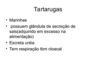 Tartarugas
• Marinhas
• possuem glândula de secreção de
sais(adquirido em excesso na
alimentação)
• Excreta uréia
• Tem respiração tbm cloacal
 