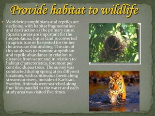  Worldwide amphibians and reptiles are
  declining with habitat fragmentation
  and destruction as the primary cause.
  Riparian areas are important for the
  herpetofauna, but as land is converted
  to agriculture or harvested for timber
  the areas are diminishing. The aim of
  this study was to examine amphibian
  and reptile abundance in relation to
  distance from water and in relation to
  habitat characteristics, foremost per
  cent deciduous trees. The survey was
  conducted during spring at six different
  locations, with continuous forest along
  streams or rivers, outside of Karlstad,
  Sweden. Animals were searched along
  four lines parallel to the water and each
  study area was visited five times.
 