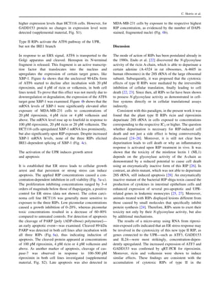 higher expression levels than HCT116 cells. However, for
GADD153 protein no changes in expression level were
detected (supplemental material, Fig. S1).
Type II RIPs activate the ATF6 pathway of the UPR,
but not the IRE1 branch
In response to an ERS signal, ATF6 is transported to the
Golgi apparatus and cleaved. Hereupon its N-terminal
fragment is released. This fragment is an active transcrip-
tion factor that translocates into the nucleus and
upregulates the expression of certain target genes, like
XBP-1. Figure 4a shows that the uncleaved 90-kDa form
of ATF6 started to decline after incubation with 20 pM
riproximin, and 4 pM of ricin or volkensin, in both cell
lines tested. To prove that this effect was not merely due to
downregulation or degradation, the expression of the ATF6
target gene XBP-1 was examined. Figure 4b shows that the
mRNA levels of XBP-1 were signiﬁcantly elevated after
exposure of MDA-MB-231 cells to concentrations of
20 pM riproximin, 4 pM ricin or 4 pM volkensin and
above. The mRNA level rose up to fourfold in response to
100 pM riproximin, 20 pM ricin or 20 pM volkensin. The
HCT116 cells upregulated XBP-1 mRNA less prominently,
but also signiﬁcantly upon RIP exposure. Despite increased
XBP-1 mRNA levels, none of the three RIPs elicited
IRE1-dependent splicing of XBP-1 (Fig. 4c).
The activation of the UPR induces growth arrest
and apoptosis
It is established that ER stress leads to cellular growth
arrest and that persistent or strong stress can induce
apoptosis. The applied RIP concentrations caused a con-
centration-dependent inhibition in cell viability (Fig. 5a–c).
The proliferation inhibiting concentrations ranged by 3–4
orders of magnitude below those of thapsigargin, a positive
control for ER stress (data not shown). The colon carci-
noma cell line HCT116 was generally more sensitive to
exposure to the three RIPs. Low picomolar concentrations
caused a growth inhibition of 0–20%, whereas picomolar
toxic concentrations resulted in a decrease of 60–80%
compared to untreated controls. For detection of apoptosis
the cleavage of PARP [poly (ADP-ribose) polymerase]—
an early apoptotic event—was examined. Cleaved 89-kDa
PARP was detected in both cell lines after incubation with
all three RIPs (Fig. 6a), thus indicating induction of
apoptosis. The cleaved protein appeared at concentrations
of 100 pM riproximin, 4 pM ricin or 4 pM volkensin and
above. As another marker of apoptosis, cleavage of cas-
pase-7 was observed in response to 100–500 pM
riproximin in both cell lines investigated (supplemental
material, Fig. S2). Late apoptosis was also detected in
MDA-MB-231 cells by exposure to the respective highest
RIP concentration, as evidenced by the number of DAPI-
stained, fragmented nuclei (Fig. 6b).
Discussion
The mode of action of RIPs has been postulated already in
the 1980s. Endo et al. [22] discovered the N-glycosylase
activity of the ricin A-chain, which is able to depurinate a
certain adenine (A-4324 in rat ribosomes, A-4605 in
human ribosomes) in the 28S rRNA of the large ribosomal
subunit. Subsequently, it was proposed that the cytotoxic
effects of type II RIPs were mediated by the irreversible
inhibition of cellular translation, ﬁnally leading to cell
death [22, 23]. Since then, all RIPs so far have been shown
to possess N-glycosylase activity as demonstrated in cell-
free systems directly or in cellular translational assays
indirectly.
Consistent with this paradigm, in the present work it was
found that the plant type II RIPs ricin and riproximin
depurinate 28S rRNA in cells exposed to concentrations
corresponding to the respective IC5 or higher. The question
whether depurination is necessary for RIP-induced cell
death and not just a side effect is being controversially
discussed [24–28]. Moreover, it is still not clear how
depurination leads to cell death or why an inﬂammatory
response is activated upon RIP treatment in vivo. It was
shown that the toxicity of the mistletoe lectin 1 (ML1)
depends on the glycosylase activity of the A-chain as
demonstrated by a reduced potential to cause cell death
using an enzymatically inactive form of this RIP [26]. In
contrast, an abrin mutant, which was not able to depurinate
28S rRNA, still induced apoptosis [28]. An enzymatically
inactive mutant of the bacterial RIP shiga toxin caused the
production of cytokines in intestinal epithelium cells and
enhanced expression of several pro-apoptotic and UPR-
related genes in leukemic monocytes [25, 27]. Moreover,
animals treated with RIPs displayed lesions different from
those caused by small molecules that speciﬁcally inhibit
protein synthesis [24]. Therefore, RIPs seem to exert their
toxicity not only by their N-glycosylase activity, but also
by additional mechanisms.
The results of a micro-array using RNA from riproxi-
min-exposed cells indicated that an ER stress response may
be involved in the cytotoxicity of this new type II RIP, as
genes connected to the UPR—such as ATF3, GADD153
and IL24—were most strikingly, concentration-depen-
dently upregulated. The increased expression of ATF3 and
GADD153 was conﬁrmed by qRT-PCR for riproximin.
Moreover, ricin and volkensin were shown to induce
similar effects. These ﬁndings are consistent with the
accumulation of cytotoxic RIPs of type II in the
C. Horrix et al.
 