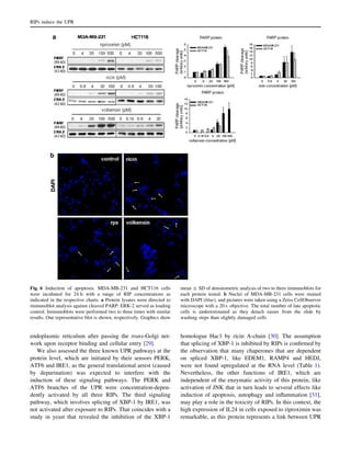 endoplasmic reticulum after passing the trans-Golgi net-
work upon receptor binding and cellular entry [29].
We also assessed the three known UPR pathways at the
protein level, which are initiated by their sensors PERK,
ATF6 and IRE1, as the general translational arrest (caused
by depurination) was expected to interfere with the
induction of these signaling pathways. The PERK and
ATF6 branches of the UPR were concentration-depen-
dently activated by all three RIPs. The third signaling
pathway, which involves splicing of XBP-1 by IRE1, was
not activated after exposure to RIPs. That coincides with a
study in yeast that revealed the inhibition of the XBP-1
homologue Hac1 by ricin A-chain [30]. The assumption
that splicing of XBP-1 is inhibited by RIPs is conﬁrmed by
the observation that many chaperones that are dependent
on spliced XBP-1, like EDEM1, RAMP4 and HEDJ,
were not found upregulated at the RNA level (Table 1).
Nevertheless, the other functions of IRE1, which are
independent of the enzymatic activity of this protein, like
activation of JNK that in turn leads to several effects like
induction of apoptosis, autophagy and inﬂammation [31],
may play a role in the toxicity of RIPs. In this context, the
high expression of IL24 in cells exposed to riproximin was
remarkable, as this protein represents a link between UPR
Fig. 6 Induction of apoptosis. MDA-MB-231 and HCT116 cells
were incubated for 24 h with a range of RIP concentrations as
indicated in the respective charts. a Protein lysates were directed to
immunoblot analysis against cleaved PARP. ERK-2 served as loading
control. Immunoblots were performed two to three times with similar
results. One representative blot is shown, respectively. Graphics show
mean ± SD of densitometric analysis of two to three immunoblots for
each protein tested. b Nuclei of MDA-MB-231 cells were stained
with DAPI (blue), and pictures were taken using a Zeiss CellObserver
microscope with a 209 objective. The total number of late apoptotic
cells is underestimated as they detach easier from the slide by
washing steps than slightly damaged cells
RIPs induce the UPR
 