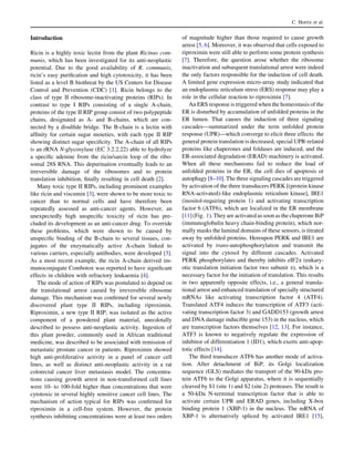 Introduction
Ricin is a highly toxic lectin from the plant Ricinus com-
munis, which has been investigated for its anti-neoplastic
potential. Due to the good availability of R. communis,
ricin’s easy puriﬁcation and high cytotoxicity, it has been
listed as a level B biothreat by the US Centers for Disease
Control and Prevention (CDC) [1]. Ricin belongs to the
class of type II ribosome-inactivating proteins (RIPs). In
contrast to type I RIPs consisting of a single A-chain,
proteins of the type II RIP group consist of two polypeptide
chains, designated as A- and B-chains, which are con-
nected by a disulﬁde bridge. The B-chain is a lectin with
afﬁnity for certain sugar moieties, with each type II RIP
showing distinct sugar speciﬁcity. The A-chain of all RIPs
is an rRNA N-glycosylase (EC 3.2.2.22) able to hydrolyze
a speciﬁc adenine from the ricin/sarcin loop of the ribo-
somal 28S RNA. This depurination eventually leads to an
irreversible damage of the ribosomes and to protein
translation inhibition, ﬁnally resulting in cell death [2].
Many toxic type II RIPs, including prominent examples
like ricin and viscumin [3], were shown to be more toxic to
cancer than to normal cells and have therefore been
repeatedly assessed as anti-cancer agents. However, an
unexpectedly high unspeciﬁc toxicity of ricin has pre-
cluded its development as an anti-cancer drug. To override
these problems, which were shown to be caused by
unspeciﬁc binding of the B-chain to several tissues, con-
jugates of the enzymatically active A-chain linked to
various carriers, especially antibodies, were developed [3].
As a most recent example, the ricin A-chain derived im-
munoconjugate Combotox was reported to have signiﬁcant
effects in children with refractory leukaemia [4].
The mode of action of RIPs was postulated to depend on
the translational arrest caused by irreversible ribosome
damage. This mechanism was conﬁrmed for several newly
discovered plant type II RIPs, including riproximin.
Riproximin, a new type II RIP, was isolated as the active
component of a powdered plant material, anecdotally
described to possess anti-neoplastic activity. Ingestion of
this plant powder, commonly used in African traditional
medicine, was described to be associated with remission of
metastatic prostate cancer in patients. Riproximin showed
high anti-proliferative activity in a panel of cancer cell
lines, as well as distinct anti-neoplastic activity in a rat
colorectal cancer liver metastasis model. The concentra-
tions causing growth arrest in non-transformed cell lines
were 10- to 100-fold higher than concentrations that were
cytotoxic in several highly sensitive cancer cell lines. The
mechanism of action typical for RIPs was conﬁrmed for
riproximin in a cell-free system. However, the protein
synthesis inhibiting concentrations were at least two orders
of magnitude higher than those required to cause growth
arrest [5, 6]. Moreover, it was observed that cells exposed to
riproximin were still able to perform some protein synthesis
[7]. Therefore, the question arose whether the ribosome
inactivation and subsequent translational arrest were indeed
the only factors responsible for the induction of cell death.
A limited gene expression micro-array study indicated that
an endoplasmic reticulum stress (ERS) response may play a
role in the cellular reaction to riproximin [7].
An ERS response is triggered when the homeostasis of the
ER is disturbed by accumulation of unfolded proteins in the
ER lumen. That causes the induction of three signaling
cascades—summarized under the term unfolded protein
response (UPR)—which converge to elicit three effects: the
general protein translation is decreased, special UPR-related
proteins like chaperones and foldases are induced, and the
ER-associated degradation (ERAD) machinery is activated.
When all these mechanisms fail to reduce the load of
unfolded proteins in the ER, the cell dies of apoptosis or
autophagy [8–10]. The three signaling cascades are triggered
by activation of the three transducers PERK [(protein kinase
RNA-activated)-like endoplasmic reticulum kinase], IRE1
(inositol-requiring protein 1) and activating transcription
factor 6 (ATF6), which are localized in the ER membrane
[11] (Fig. 1). They are activated as soon as the chaperone BiP
(immunoglobulin heavy chain-binding protein), which nor-
mally masks the luminal domains of these sensors, is titrated
away by unfolded proteins. Hereupon PERK and IRE1 are
activated by trans-autophosphorylation and transmit the
signal into the cytosol by different cascades. Activated
PERK phosphorylates and thereby inhibits eIF2a (eukary-
otic translation initiation factor two subunit a), which is a
necessary factor for the initiation of translation. This results
in two apparently opposite effects, i.e., a general transla-
tional arrest and enhanced translation of specially structured
mRNAs like activating transcription factor 4 (ATF4).
Translated ATF4 induces the transcription of ATF3 (acti-
vating transcription factor 3) and GADD153 (growth arrest
and DNA damage inducible gene 153) in the nucleus, which
are transcription factors themselves [12, 13]. For instance,
ATF3 is known to negatively regulate the expression of
inhibitor of differentiation 1 (ID1), which exerts anti-apop-
totic effects [14].
The third transducer ATF6 has another mode of activa-
tion. After detachment of BiP, its Golgi localization
sequence (GLS) mediates the transport of the 90-kDa pro-
tein ATF6 to the Golgi apparatus, where it is sequentially
cleaved by S1 (site 1) and S2 (site 2) proteases. The result is
a 50-kDa N-terminal transcription factor that is able to
activate certain UPR and ERAD genes, including X-box
binding protein 1 (XBP-1) in the nucleus. The mRNA of
XBP-1 is alternatively spliced by activated IRE1 [15],
C. Horrix et al.
 