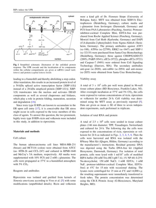 leading to a frameshift and thereby abolishing a stop codon.
After translation, this results in an increased protein level of
a 54-kDa spliced active transcription factor [XBP-1(S)]
instead of a 28-kDa unspliced protein [XBP-1(U)]. XBP-
1(S) translocates into the nucleus and activates ERAD
components as well as several chaperones and foldases,
which play a role in protein folding, maturation, secretion
and degradation [16].
Since toxic type II RIPs are known to accumulate in the
ER upon cell entry [17], it is conceivable that ER stress
might occur in cells exposed to the toxic members of this
class of agents. To answer this question, the two prominent,
highly toxic type II RIPs ricin and volkensin were included
in this study, in addition to riproximin.
Materials and methods
Cell culture
The human adenocarcinoma cell lines MDA-MB-231
(breast) and HCT116 (colon) were obtained from ATCC
(no. HTB-26 and CCL-247) and cultured in RPMI-1640
and McCoy’s 5A medium, respectively. All media were
supplemented with 10% FCS and 2 mM L-glutamine. The
cells were propagated at 37°C in a humidiﬁed atmosphere
with 5% CO2.
Reagents and antibodies
Riproximin was isolated and puriﬁed from kernels of
Ximenia americana according to Voss et al. [5] with some
modiﬁcations (unpublished details). Ricin and volkensin
were a kind gift of Dr. Fiorenzo Stirpe (University of
Bologna, Italy). MTT was obtained from SERVA Elec-
trophoresis (Heidelberg, Germany), culture media and
L-glutamine from Invitrogen (Darmstadt, Germany) and
FCS from PAA Laboratories (Pasching, Austria). Protease-
inhibitor-cocktail Complete Mini, EDTA-free was pur-
chased from Roche Applied Science (Penzberg, Germany),
Mowiol from Carl Roth (Karlsruhe, Germany) and DAPI
(40
,6-diamidin-2-phenylindol) from Sigma-Aldrich (Stein-
heim, Germany). The primary antibodies against ATF3
(sc-188), ATF6a (sc-22799), ERK2 (sc-1647) and XBP-1
(sc-32135) were purchased from Santa Cruz Biotechnology
(Heidelberg, Germany); those against CHOP/GADD153
(2895), PARP (9541), eIF2a (9722), phospho-eIF2a (9721)
and Caspase-7 (9491) were ordered from Cell Signaling
Technology (Danvers, MA). The secondary antibodies
anti-goat (sc-2020), anti-rabbit (sc-2054) and anti-mouse
(sc-2055) were obtained from Santa Cruz Biotechnology.
Viability assay
A total of 3 9 103
cells per well were plated in 96-well
tissue culture plates (BD Bioscience, Franklin Lakes, NJ).
After overnight incubation at 37°C and 5% CO2, the cells
were exposed to various concentrations of ricin, riproximin
or volkensin for another 24 h. Cell viability was deter-
mined using the MTT assay as previously reported [5].
Data are given as mean ± SE of three to seven indepen-
dent experiments, each performed in triplicate.
Isolation of total RNA and protein
A total of 2.5 9 106
cells were seeded in tissue culture
plates (146 mm diameter; TPP, Trasadingen, Switzerland)
and cultured for 24 h. The following day the cells were
exposed to the concentrations of ricin, riproximin or vol-
kensin for 24 h as indicated in Figs. 2, 3, 4, 5, 6. Then the
cells were harvested and RNA was isolated with the
RNeasy Mini Kit (Qiagen, Hilden, Germany) according to
the manufacturer’s instructions. Residual genomic DNA
was digested using the Turbo DNA-free kit (Applied
Biosystems, Darmstadt, Germany). For isolation of total
protein, cells were lysed with 1 ml/107
cells of modiﬁed
RIPA buffer [50 mM Tris-HCl (pH 7.4); 1% NP-40; 0.25%
Na-deoxycholat; 150 mM NaCl; 1 mM EDTA; 1 mM
NaF, protease-inhibitor-cocktail Complete Mini, EDTA-
free] at 4°C for 15 min with occasional shaking. The
lysates were centrifuged for 15 min at 4°C and 14,0009g;
the resulting supernatants were immediately transferred to
fresh tubes. The protein concentration was determined
using the CB-X Protein Assay (G-Biosciences, Maryland
Heights, MO).
Fig. 1 Simpliﬁed schematic illustration of the unfolded protein
response. The UPR cascade and the localization of its components
within the cellular compartments are given at mRNA (small italic
letters) and protein (capital letters) levels
RIPs induce the UPR
 