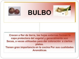 BULBO
Crecen a flor de tierra, las hojas externas forman la
capa protectora del vegetal y generalmente son
Secas, a veces utilizadas para dar coloración a ciertos
platos.
Tienen gran importancia en la cocina Por sus cualidades
Aromáticas.
 