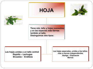 HOJA
Las hojas unidas a un tallo central
Repollo – Lechugas
Bruselas - Endibias
Las hojas separadas, unidas a los tallos
más o menos independientes
Acelga – Espinacas
Berros
Tiene raíz, tallo y hojas (comestible)
y en las especies más tiernas
también el tallo.
Distinguimos dos tipos:
 