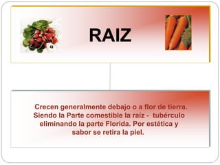 RAIZ
Crecen generalmente debajo o a flor de tierra.
Siendo la Parte comestible la raíz - tubérculo
eliminando la parte Florida. Por estética y
sabor se retira la piel.
 