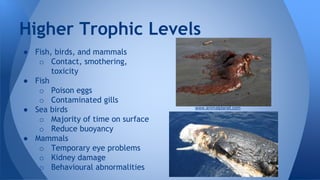 ● Fish, birds, and mammals
o Contact, smothering,
toxicity
● Fish
o Poison eggs
o Contaminated gills
● Sea birds
o Majority of time on surface
o Reduce buoyancy
● Mammals
o Temporary eye problems
o Kidney damage
o Behavioural abnormalities
Higher Trophic Levels
www.animalplanet.com
 